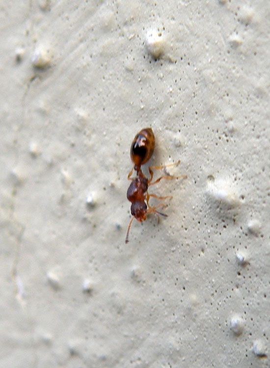 Formica dal lungo peziolo: Temnothorax sp. (Formicidae).